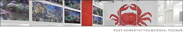 appi studio